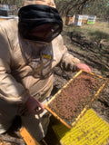 Backyard Beekeeping Starter Programme