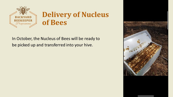 Nucleus of Bees