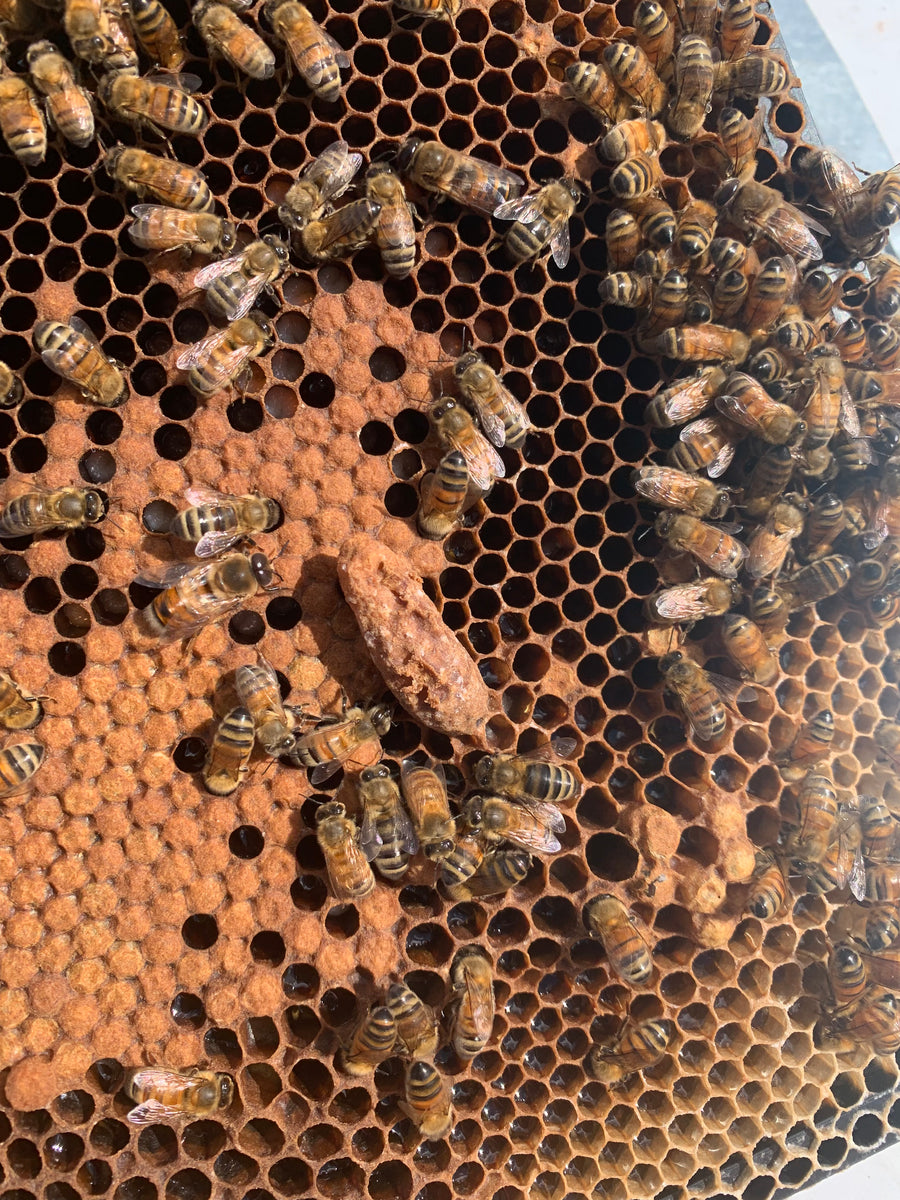 Nucleus of Bees – Griffith Feed and Grain