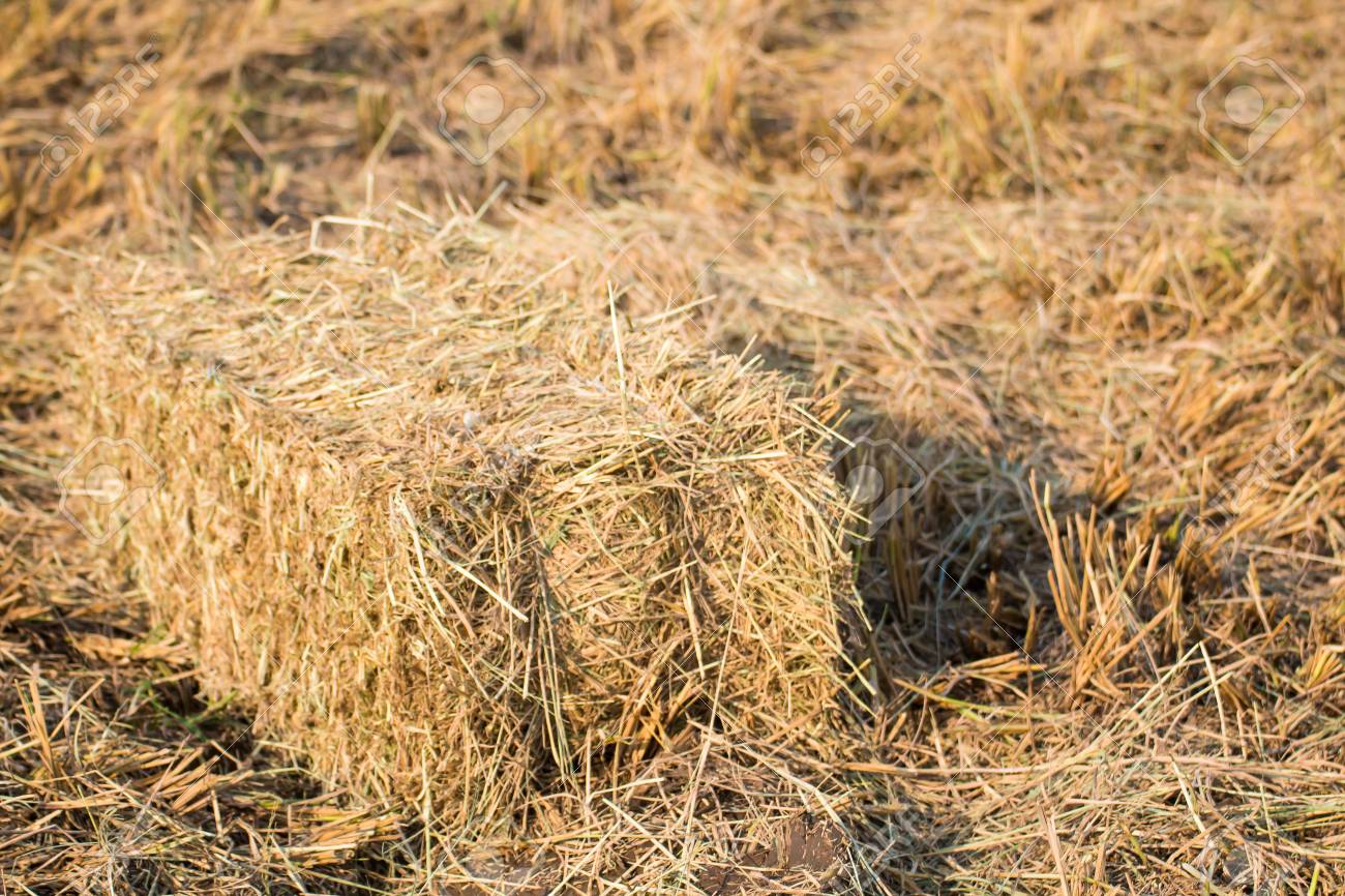 Rice Straw – Griffith Feed and Grain