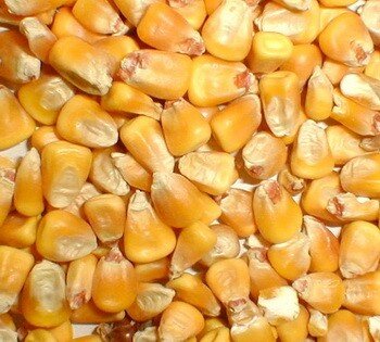 Whole Corn (Maize) 20kg